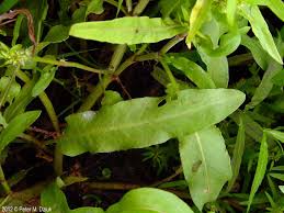 Attēlu rezultāti vaicājumam “Rumex maritimus leaf”