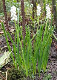 Attēlu rezultāti vaicājumam “Muscari botryoides flower”