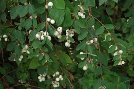 Attēlu rezultāti vaicājumam “Symphoricarpos albus”