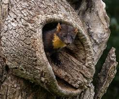 Attēlu rezultāti vaicājumam “Martes martes”