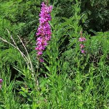 Attēlu rezultāti vaicājumam “Lythrum salicaria leaf”