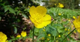 Attēlu rezultāti vaicājumam “Ranunculus lanuginosus”