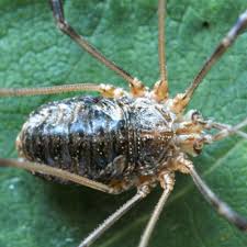 Attēlu rezultāti vaicājumam “Phalangium opilio”