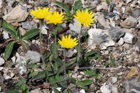 Attēlu rezultāti vaicājumam “Pilosella officinarum”