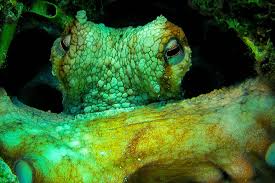 Image result for Abyss Dive Club