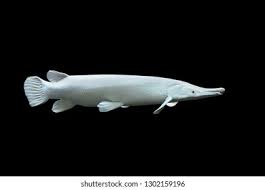 Image result for Atractosteus spatula