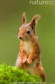 Attēlu rezultāti vaicājumam “Sciurus vulgaris”