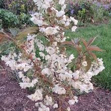 Attēlu rezultāti vaicājumam “Prunus padus var. roseiflora flower”