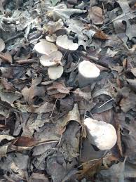 Attēlu rezultāti vaicājumam “Gomphus clavatus”