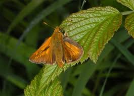 Attēlu rezultāti vaicājumam “Ochlodes sylvanus underside”
