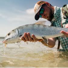 Image result for Delphi Bowls Club