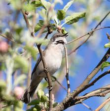 Attēlu rezultāti vaicājumam “Sylvia curruca adult”