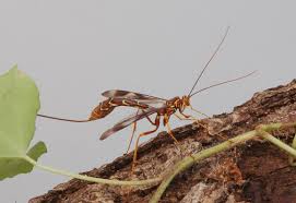 Attēlu rezultāti vaicājumam “Ichneumonidae”