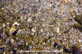 Image result for Pseudopleuronectes americanus