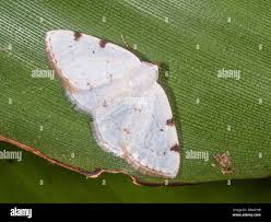 Attēlu rezultāti vaicājumam “Lomographa bimaculata”