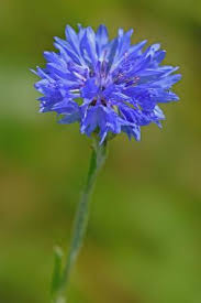 Attēlu rezultāti vaicājumam “Cyanus segetum flower”