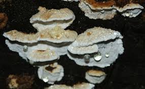 Attēlu rezultāti vaicājumam “Antrodia serialis”