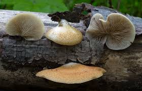 Attēlu rezultāti vaicājumam “Crepidotus versutus”