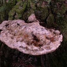 Attēlu rezultāti vaicājumam “Ceriporia purpurea”