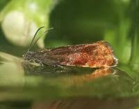 Attēlu rezultāti vaicājumam “Pammene rhediella”