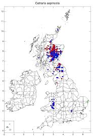 Attēlu rezultāti vaicājumam “Cetraria sepincola”
