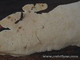 Attēlu rezultāti vaicājumam “Antrodia sinuosa”