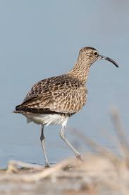 Attēlu rezultāti vaicājumam “Numenius phaeopus”