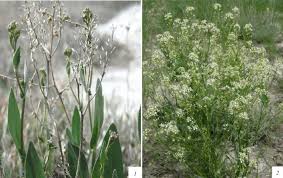 Attēlu rezultāti vaicājumam “Erysimum hieracifolium fruit”