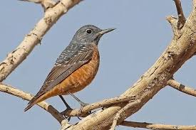 Image result for Monticola saxatilis