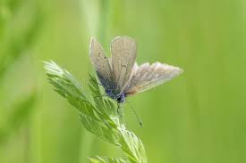 Attēlu rezultāti vaicājumam “Cyaniris semiargus female”