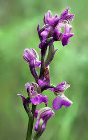 Attēlu rezultāti vaicājumam “Orchis morio”
