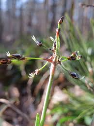 Attēlu rezultāti vaicājumam “Luzula pilosa”