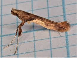 Attēlu rezultāti vaicājumam “Caloptilia hemidactylella”