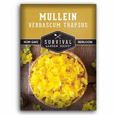 Attēlu rezultāti vaicājumam “Verbascum thapsus fruit”