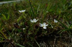 Attēlu rezultāti vaicājumam “Sagina nodosa”