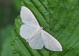 Attēlu rezultāti vaicājumam “Scopula floslactata”