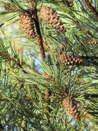 Attēlu rezultāti vaicājumam “Pinus sylvestris fruit”