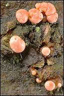 Attēlu rezultāti vaicājumam “Nectria episphaeria”