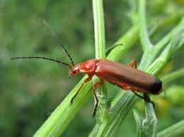 Attēlu rezultāti vaicājumam “Rhagonycha fulva”