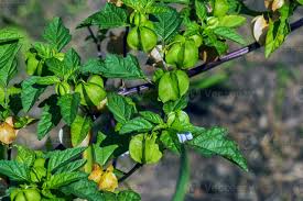 Attēlu rezultāti vaicājumam “Nicandra physalodes fruit”