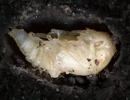 Attēlu rezultāti vaicājumam “Nicrophorus investigator imago”