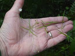 Attēlu rezultāti vaicājumam “Stellaria longifolia”