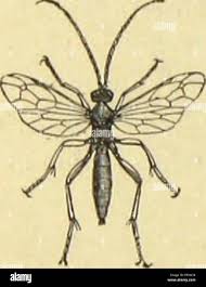 Attēlu rezultāti vaicājumam “Scardia boletella”