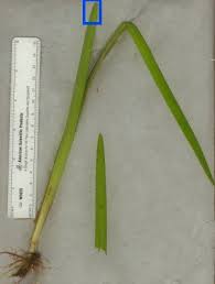 Attēlu rezultāti vaicājumam “Sparganium minimum leaf”