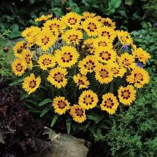 Image result for Coreopsis