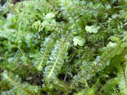 Attēlu rezultāti vaicājumam “Plagiochila asplenioides”