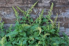 Attēlu rezultāti vaicājumam “Chenopodium bonus-henricus”