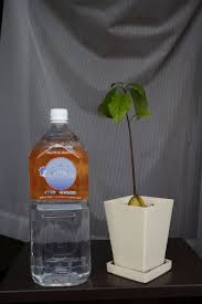 「アボカド大臣」の画像検索結果