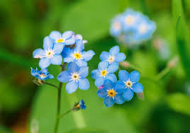 Attēlu rezultāti vaicājumam “Myosotis sparsiflora flower”
