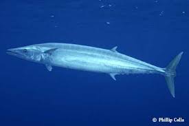 Image result for Acanthocybium solandri